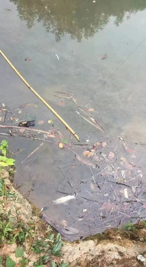 转存图片