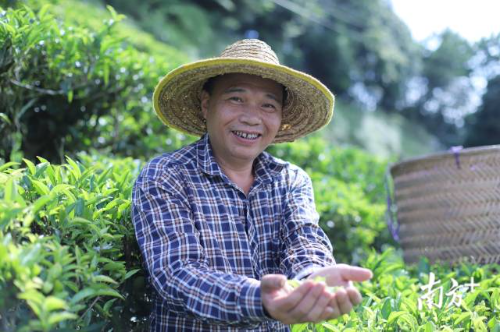 叫水坑村茶业发达。