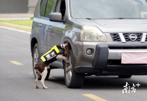 广州公安警犬进行搜爆 