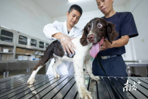 幼犬“小九”抵达基地后，接受警犬医院的医生团队体检。
