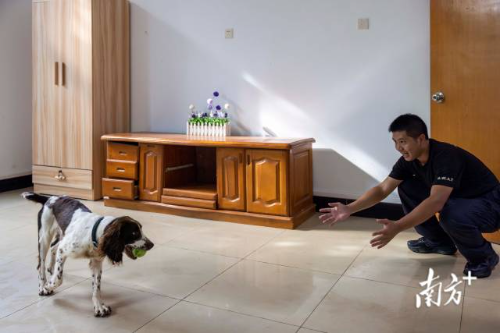 在备训犬“OK”从虚拟酒店房间搜出目标球后，危冬杰马上张开双臂高喊“好狗好狗”以示表扬。