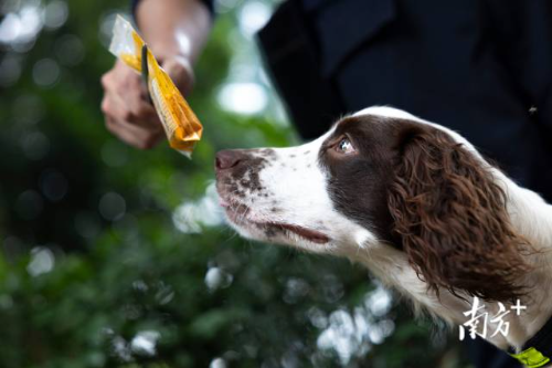 训练班初级阶段，训导员会将不同爆炸物反复让犬嗅闻，使犬牢牢记住味道。
