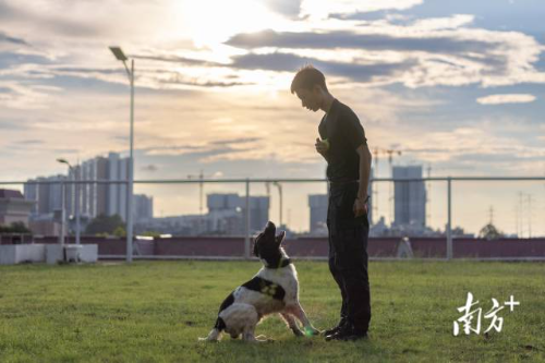 夕阳西下，于维骞在日常训练后对警犬“贝贝”加练吠叫服从科目。从民警成长到训练班教官，这对搭档朝夕相处已经超过了两年，人犬之间形成了可贵的默契。