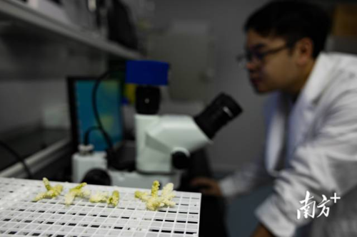 广东海洋大学深圳研究院南海海洋生态工程技术研究所工作人员正在观测珊瑚。