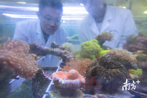 广东海洋大学深圳研究院南海海洋生态工程技术研究所保存着多个珊瑚品种。